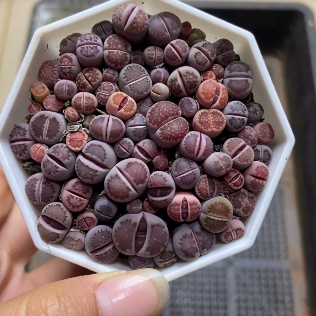 7336一盒紫混带盆土