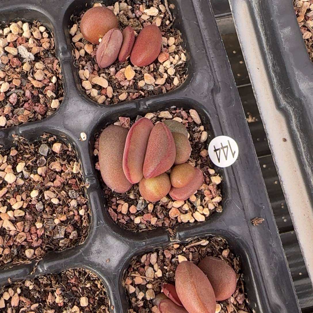 漫*红蛋水泡多肉植物三颗