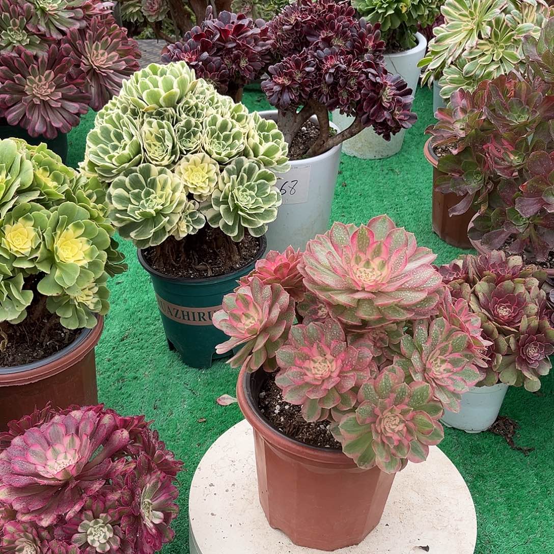 无花朵荔枝法师多肉植物漂亮