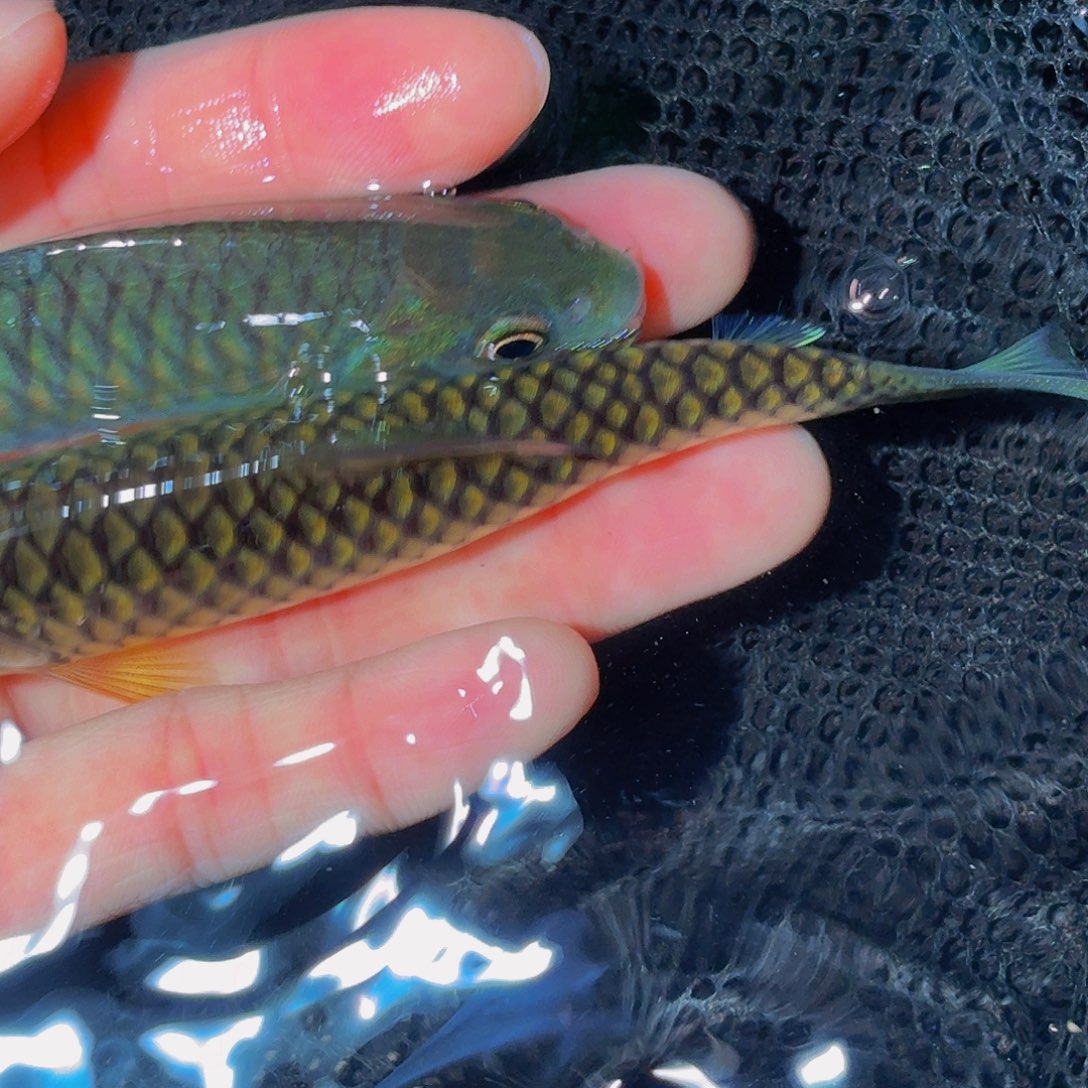 吉罗鱼马来西亚巴拉