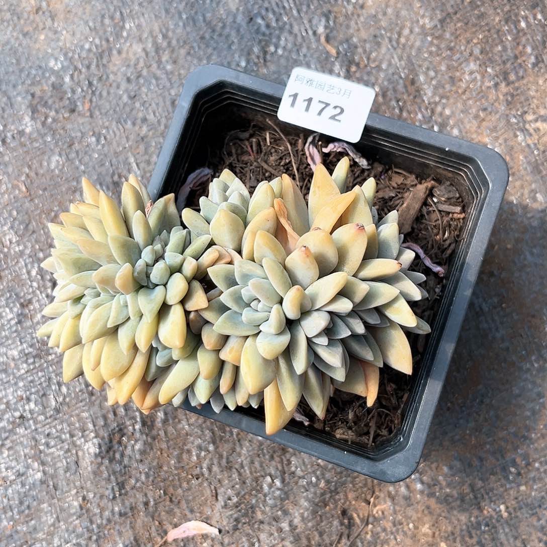 阿雅园艺。    1172