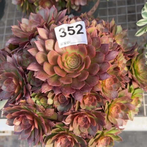 352红魔多肉22厘米左右