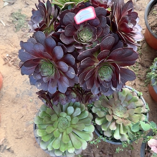 多肉植物黑玫瑰2号有砍过不包损