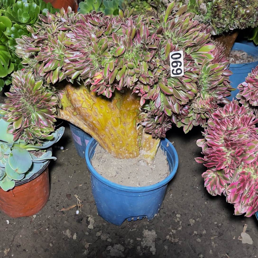 法师法师15-24包邮