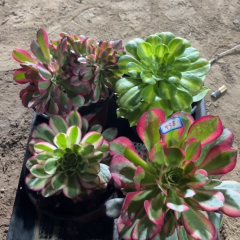 438多肉植物组合