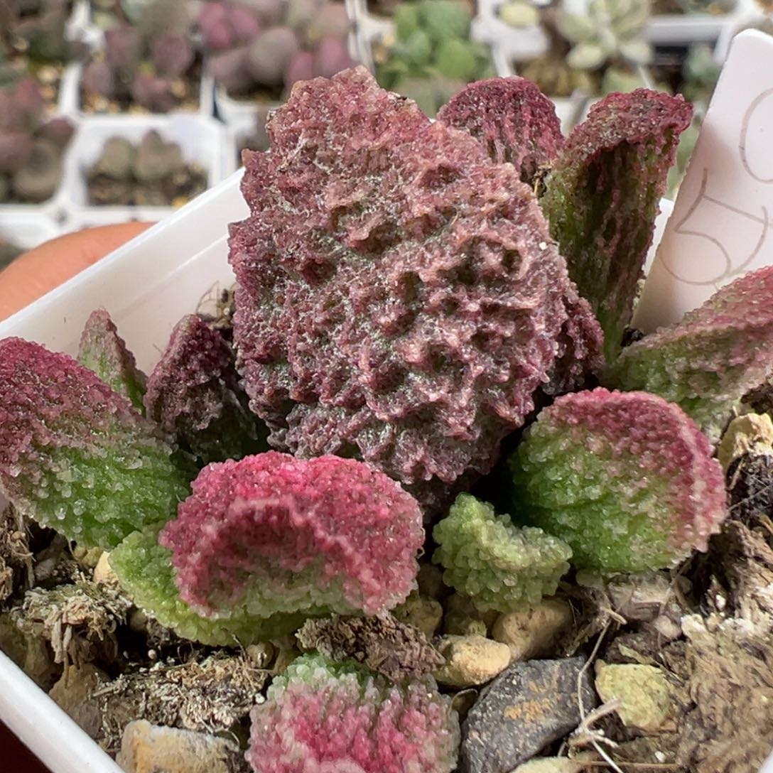 w大叶型紫色系深纹款实生新品