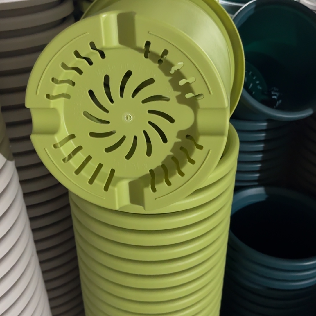 四季7号6个果绿色的