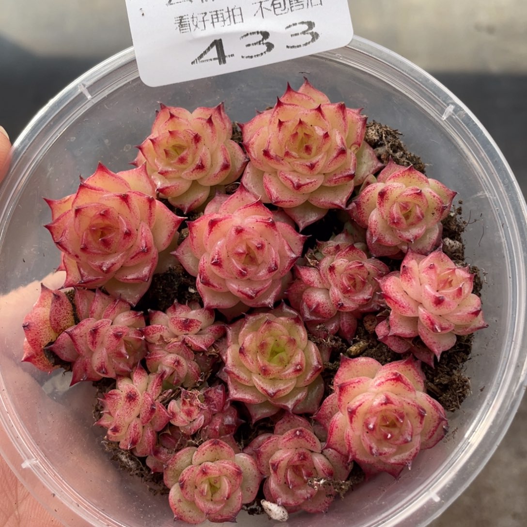 云糖心多肉植物433