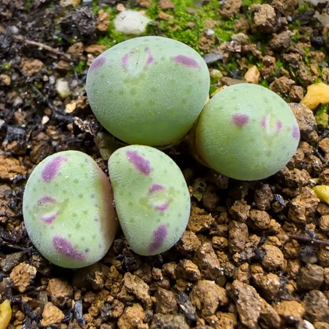11.28.梅春玉.9012冠幅2.3cm