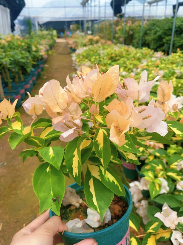 “金心黄白三角梅，叶翠花艳，多彩又勤花”。