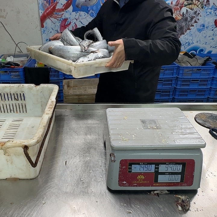 中国大陆沐**宝带鱼