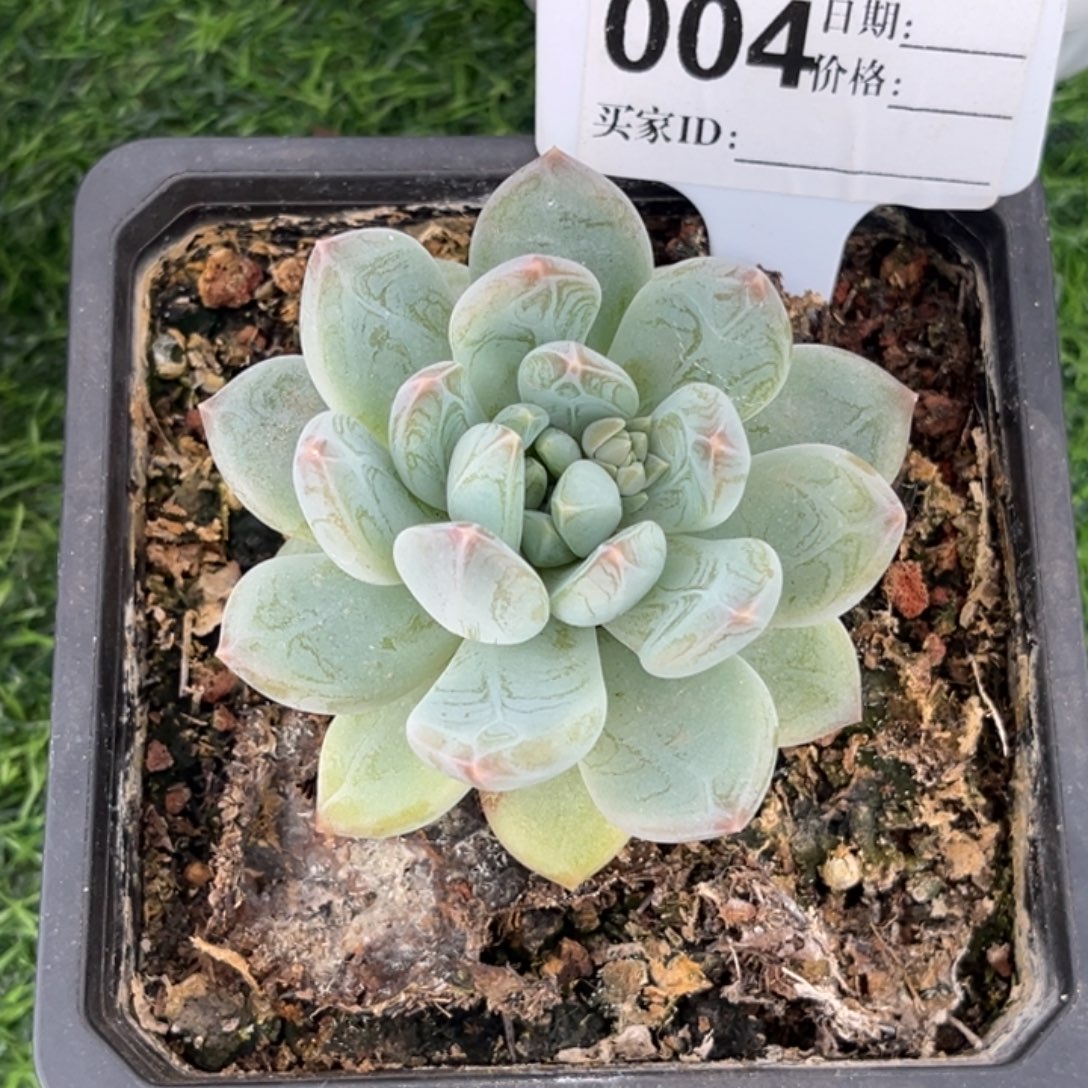 艾米丽多肉植物单头04