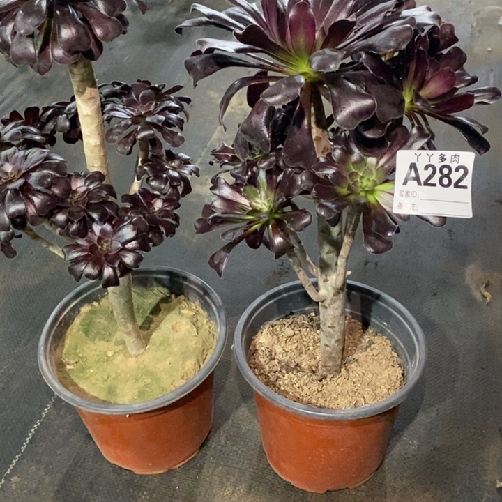 王***姐墨法师2颗28200000000000000