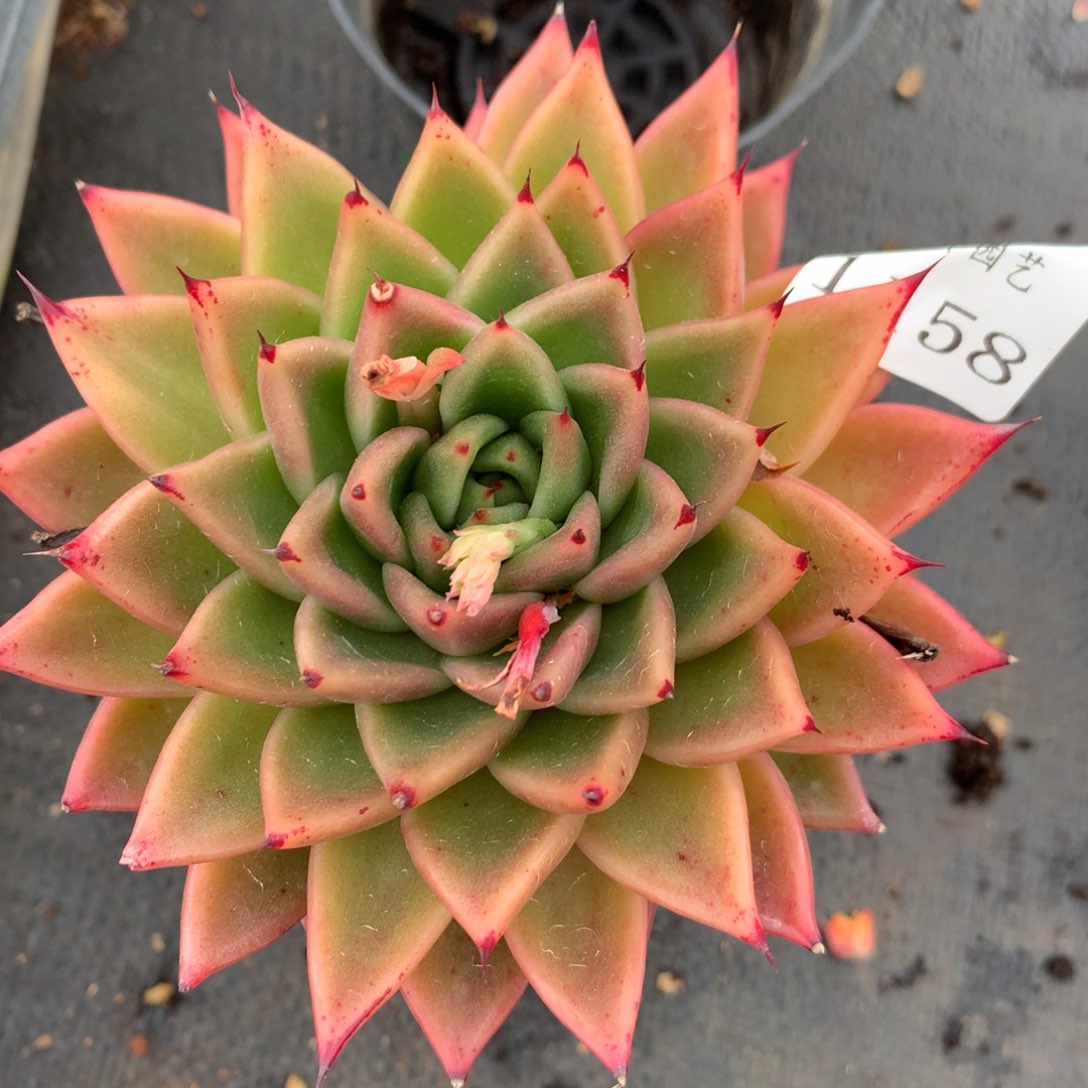 1158杂交精品基地10厘米