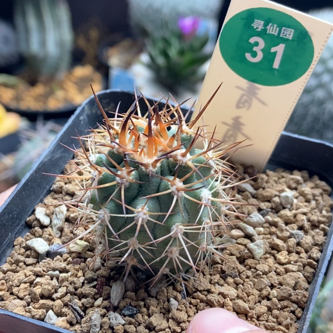 实生狂刺伍佰津玉3cm