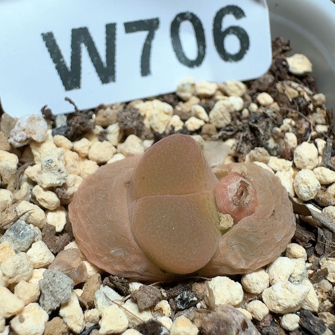 706盒多肉植物哇f g