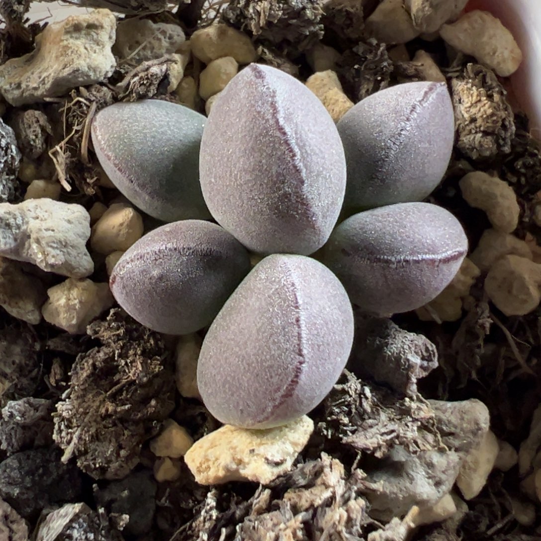 球球紫蛋多肉植物水泡