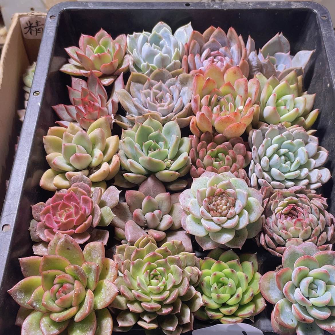 【闪购商品】20颗-1