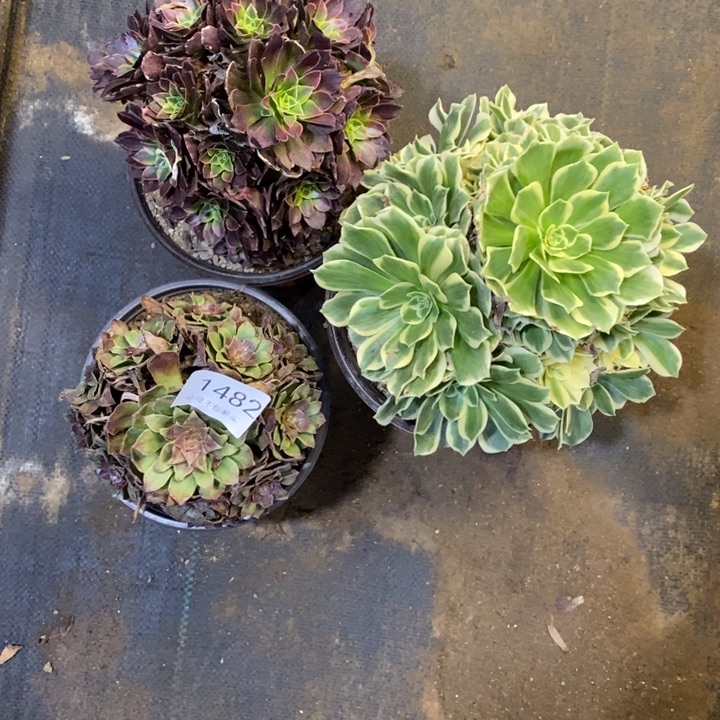 3盆多肉断头不包1482