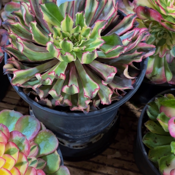 云南幽灵公主好看32号