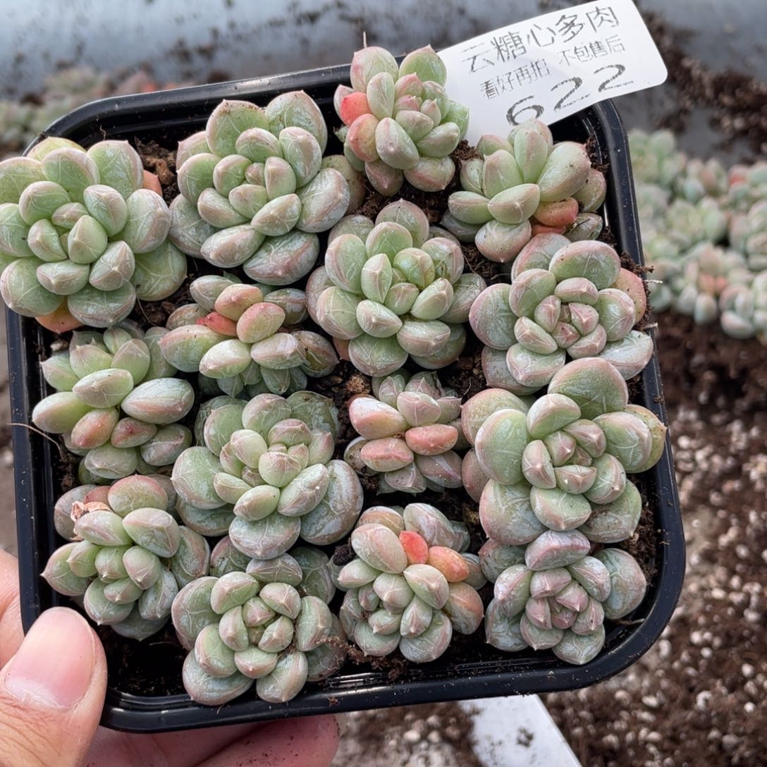 云糖心多肉植物622