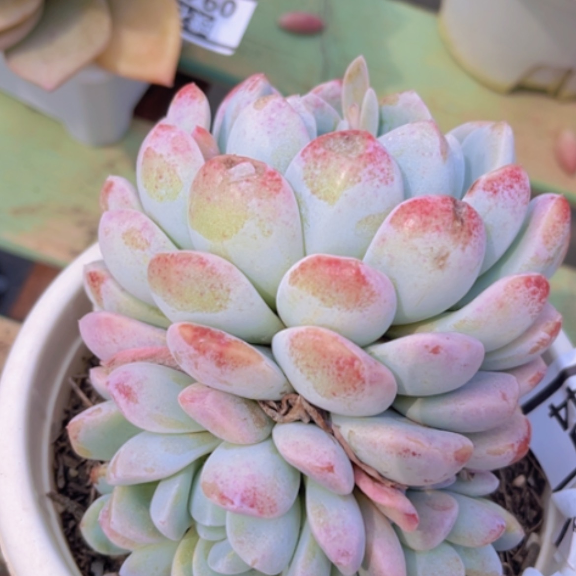 【闪购商品】冰玉0944