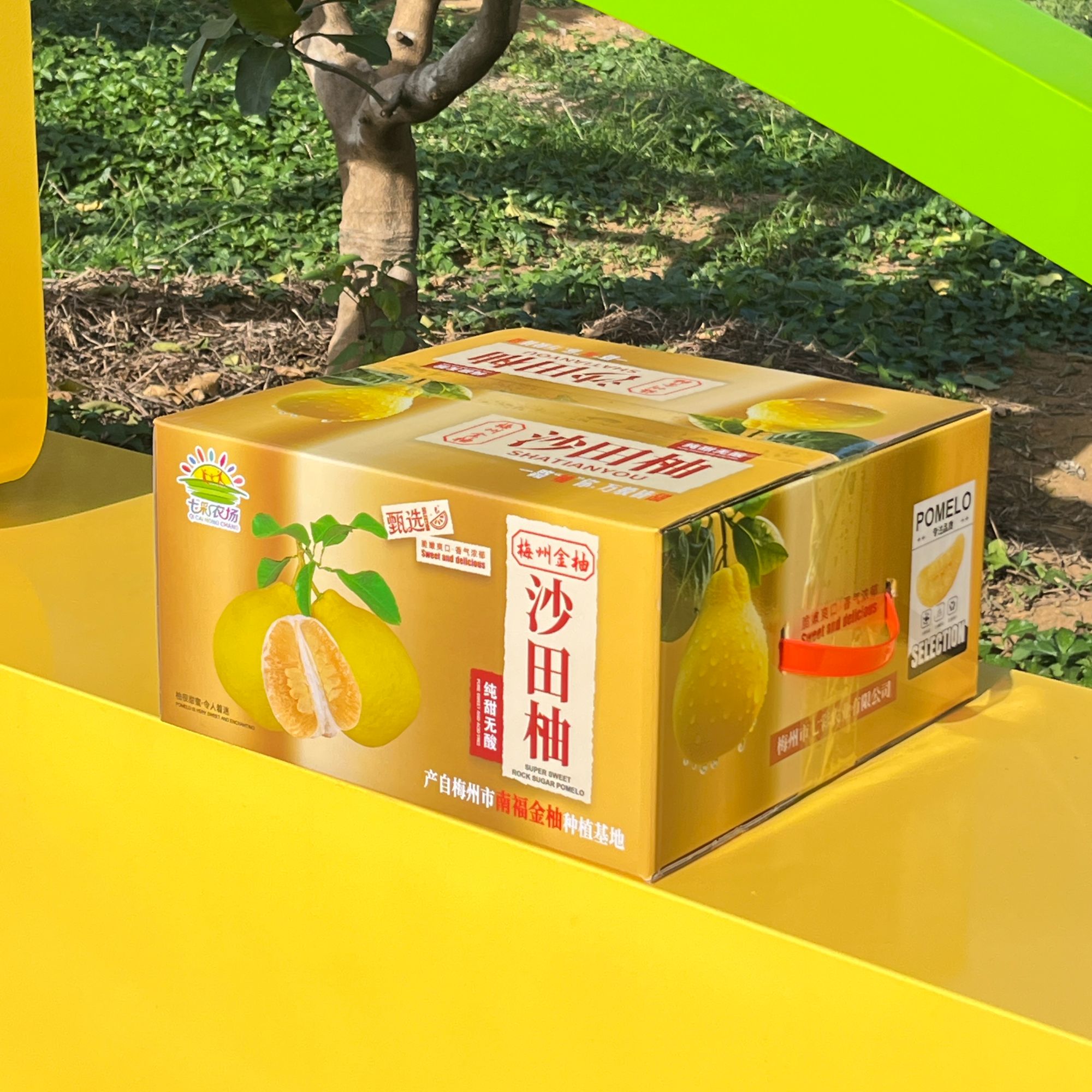 【梅州金柚】正宗南福基地梅州金柚甜润多汁水果产地直发