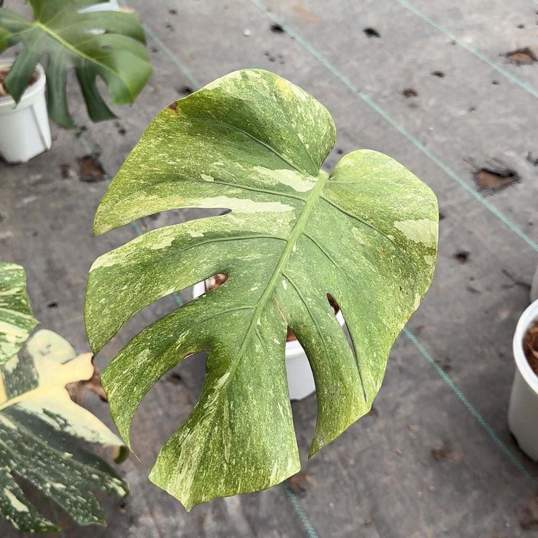 无花朵气***泽绿雪单叶T11