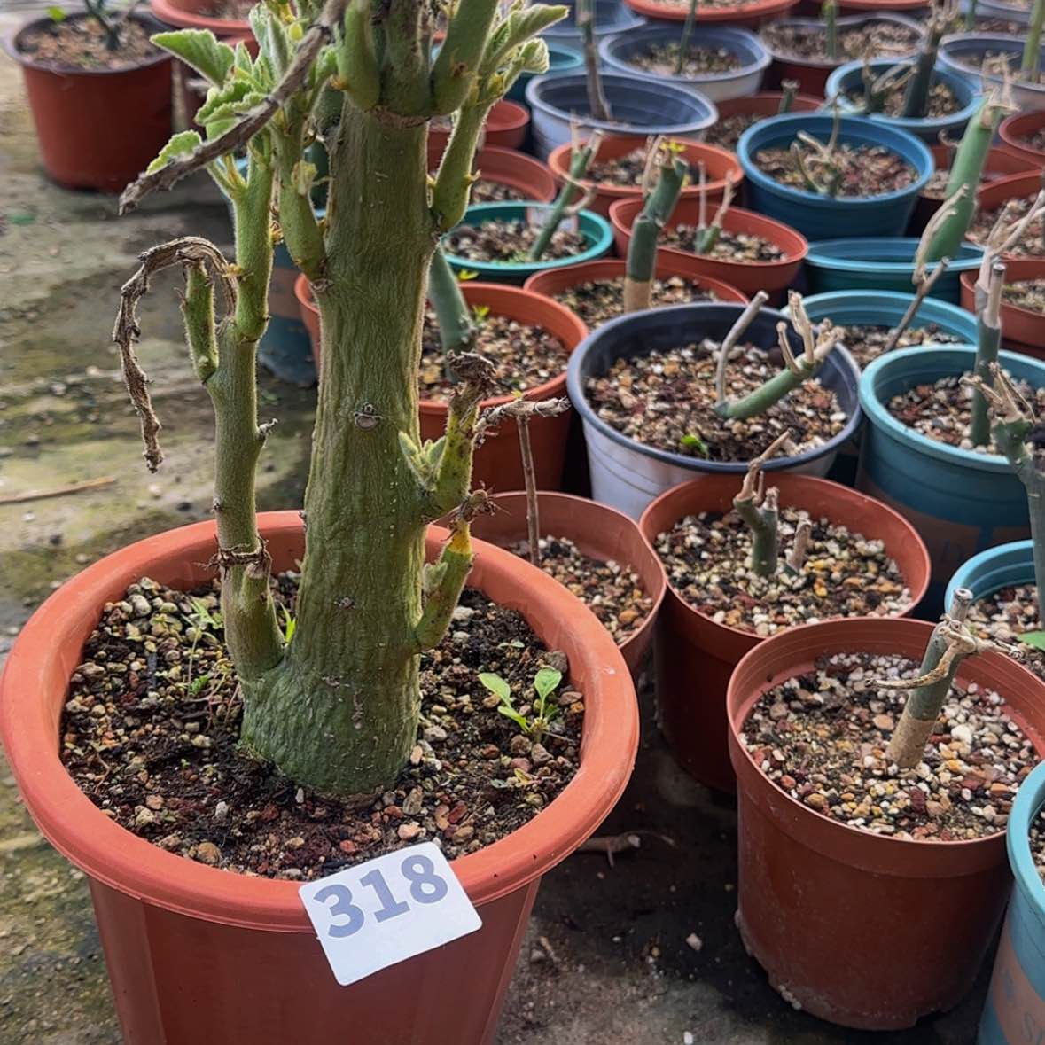 【闪购商品】抖*飞块根植物