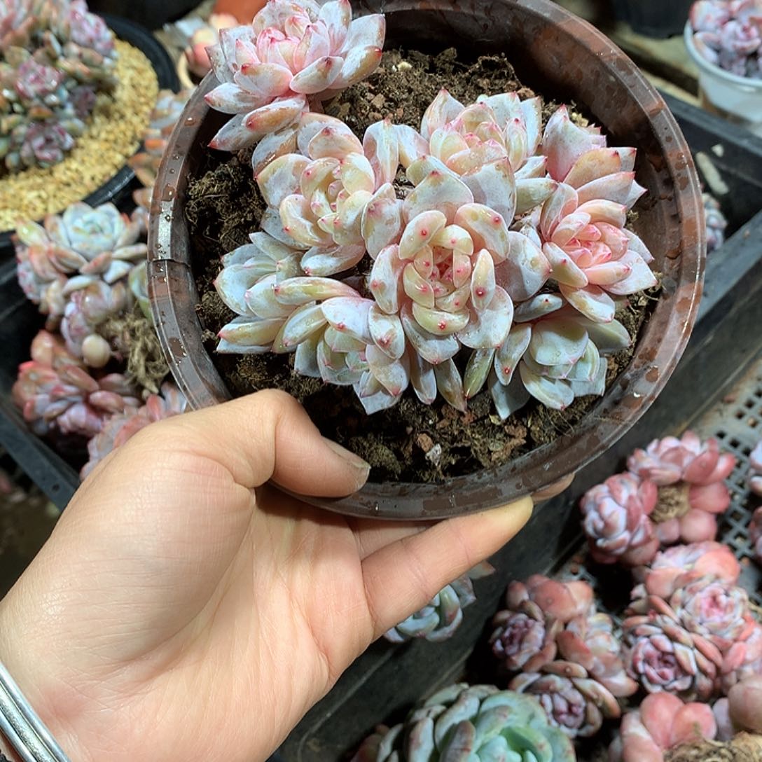 哈哈哈哈哈哈哈哈星影3