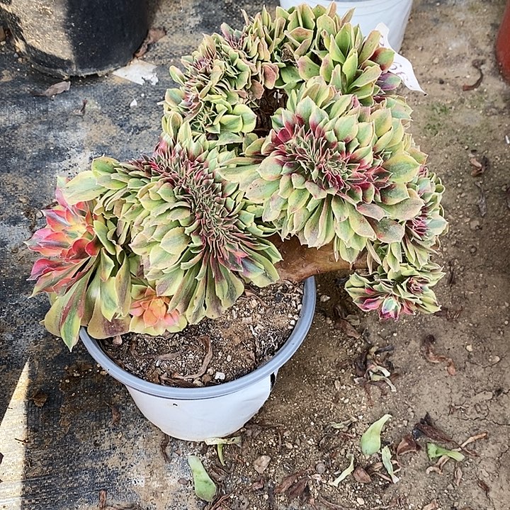 1663红秀多肉植物缀化