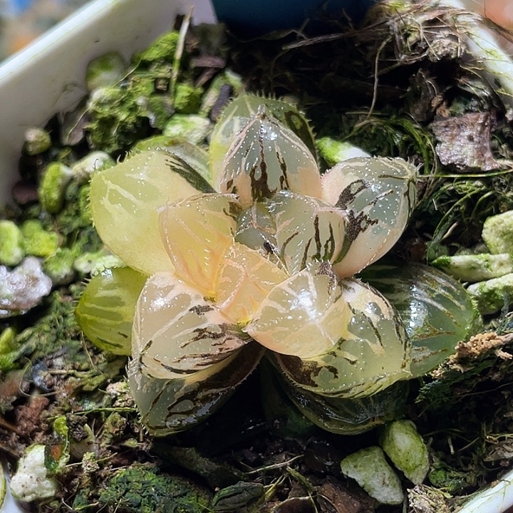 542粉黛锦特选福利