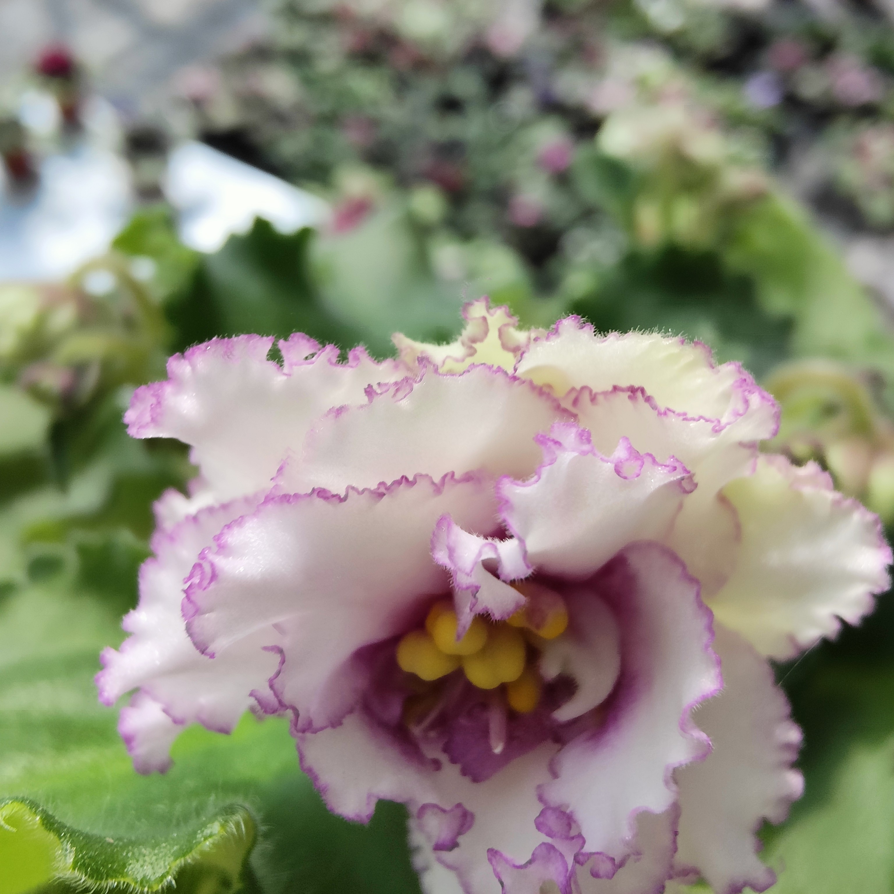 非洲堇紫罗兰自选大盆三盆花室内开花多年生新疆西藏不包邮