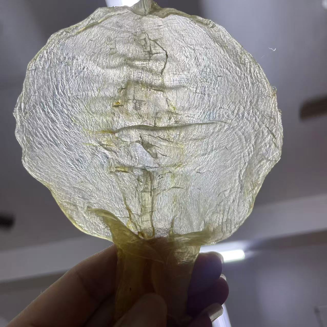 【升发】 大蜘蛛胶