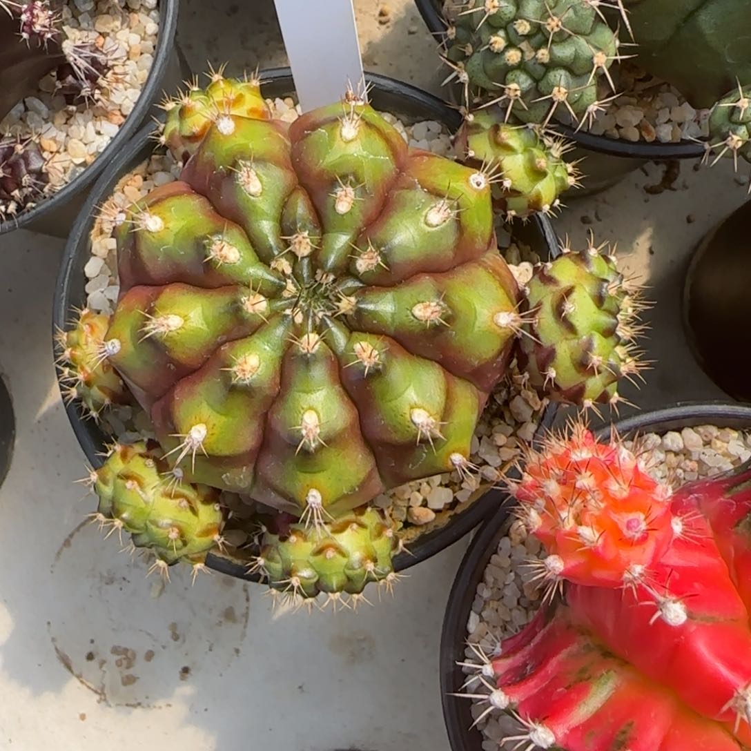 花**夏117-0113泰国发货多肉