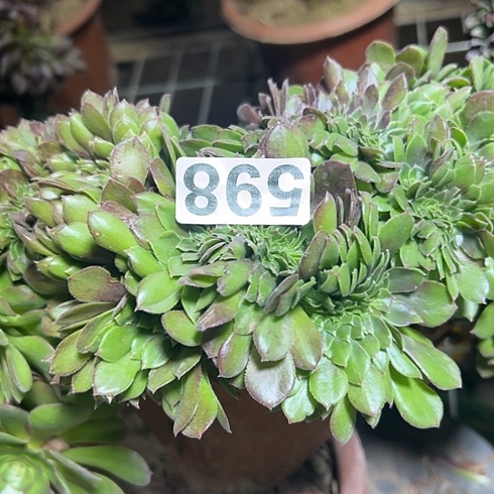 严***彬多肉植物一种万追598