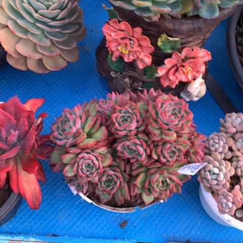 吉**子1321佛洛瑞多肉