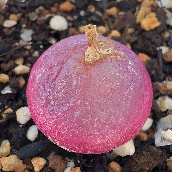 老马生石花2.1灯泡243