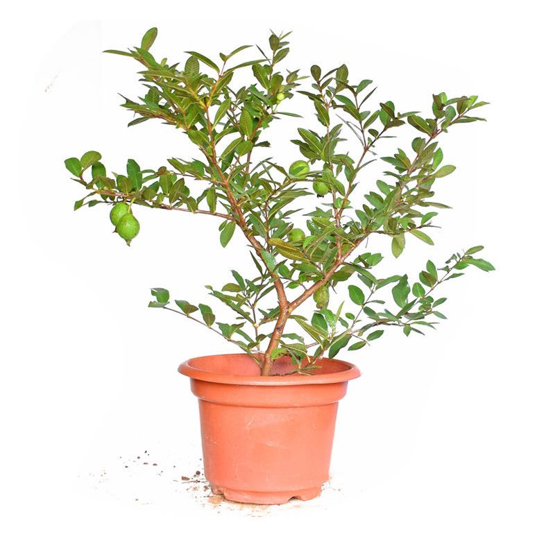 绿植盆栽地栽，红心小叶四季结果，一物一拍