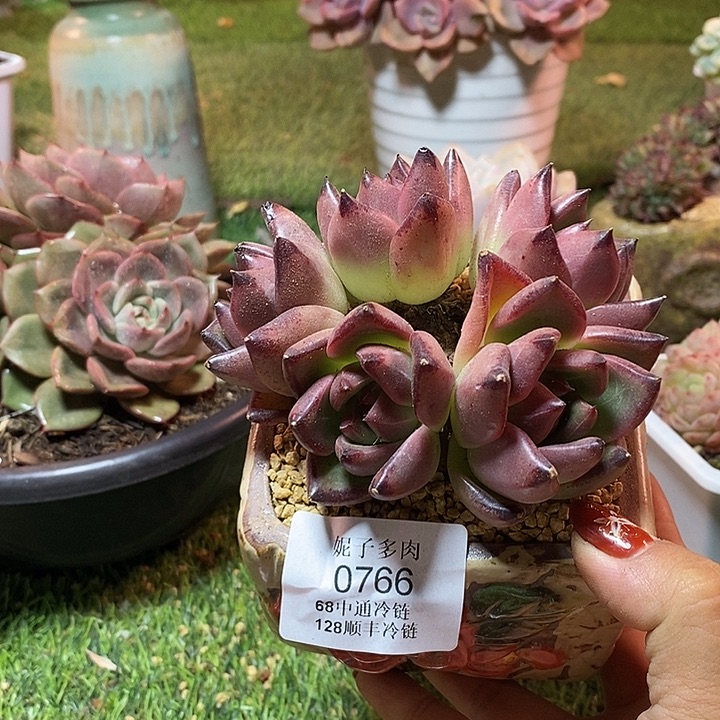 皮蛋0766 不满68请拍冷