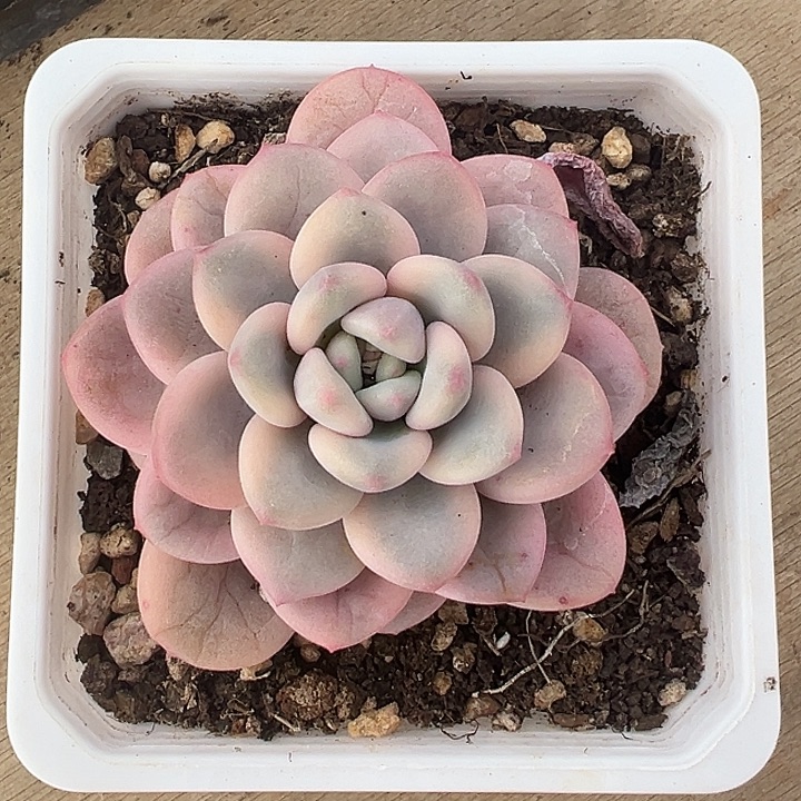 白马香水锦多肉植物