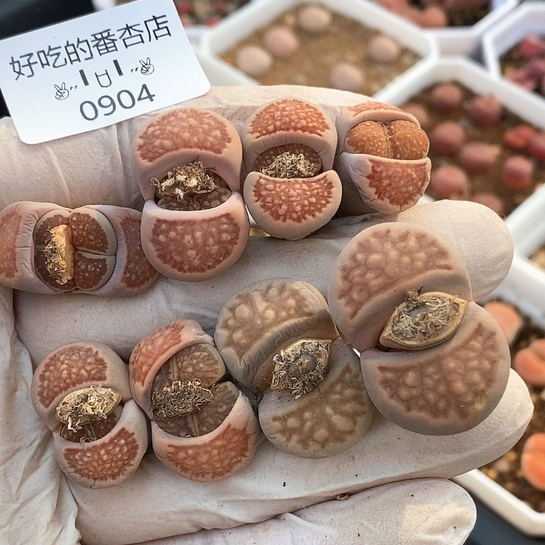 0904。零下拍保温。