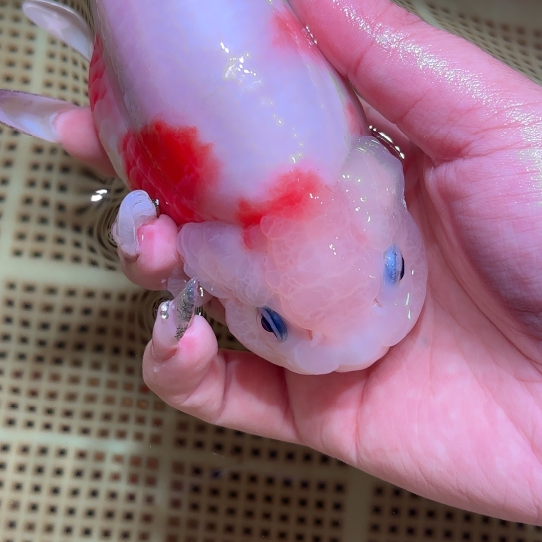 心****金鱼拍包装包装，不拍包装运费到付