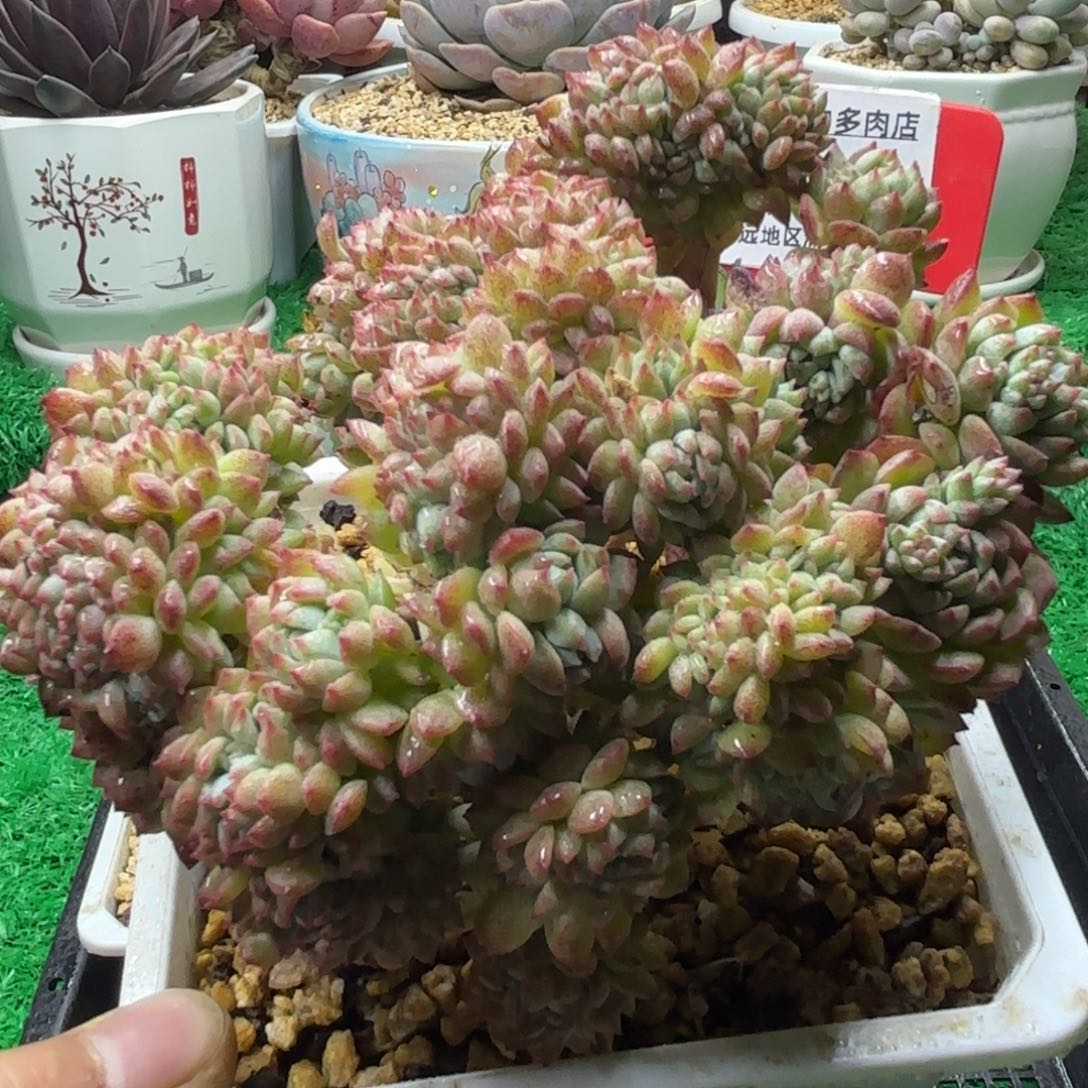 解忧多肉植物编号74