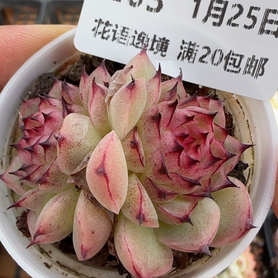 花语逸镜0125-203
