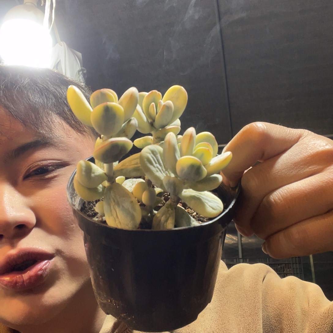 乒乓福娘满20包邮脱土发货