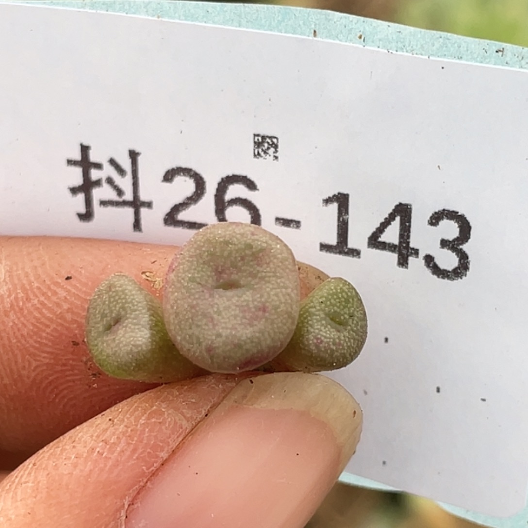 26-143猪鼻子多肉植物