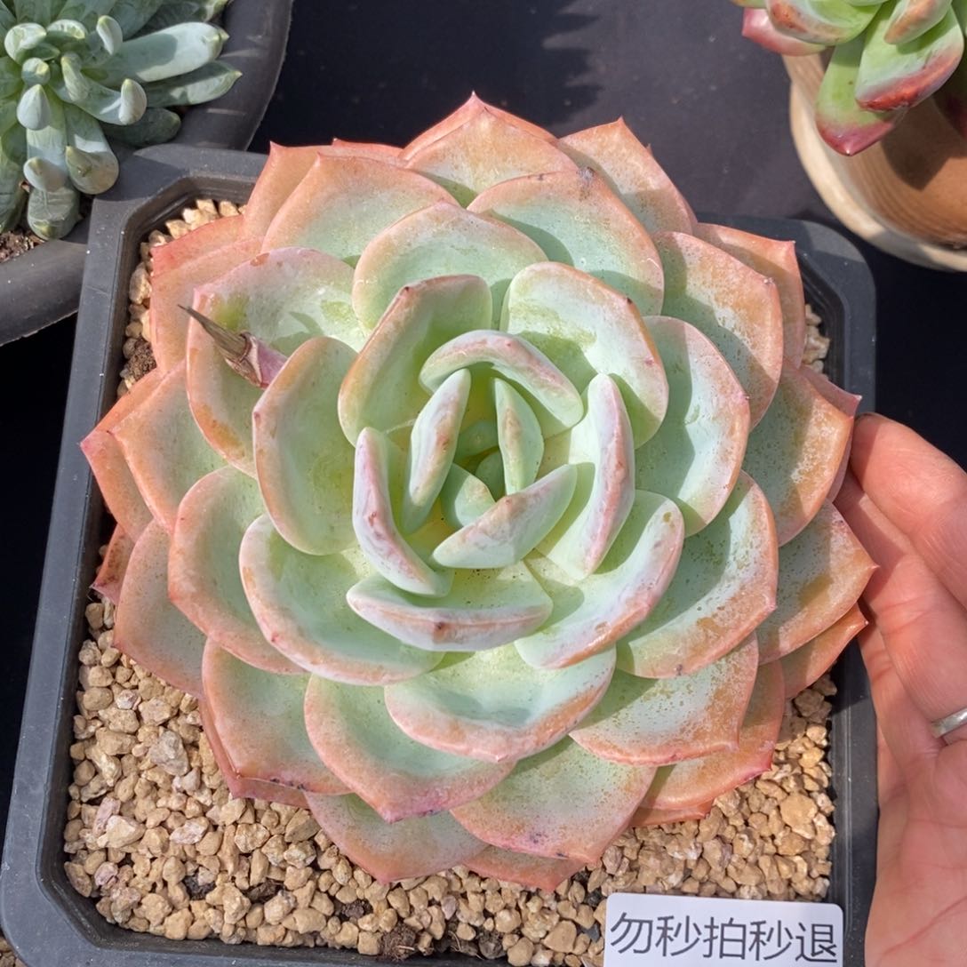 勿秒拍秒退 921-54凤橙