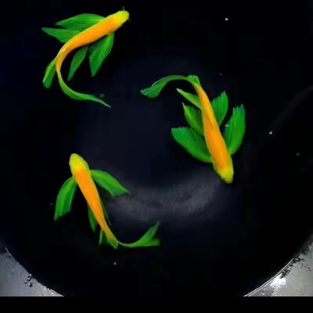 3.5-4厘米蝶翼斑马鱼