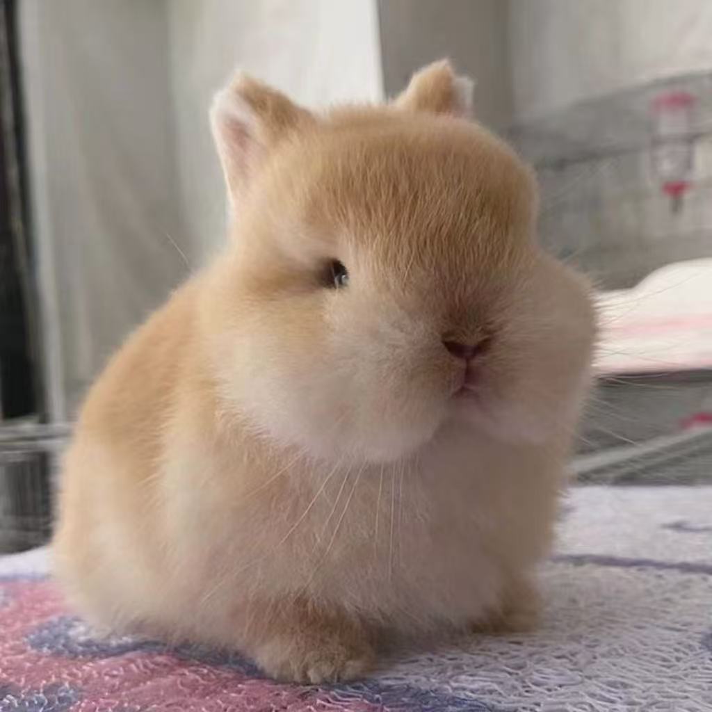 【淘宠甄选】直播间一物一拍侏儒兔垂耳兔长不大的小兔宠物兔茶杯兔